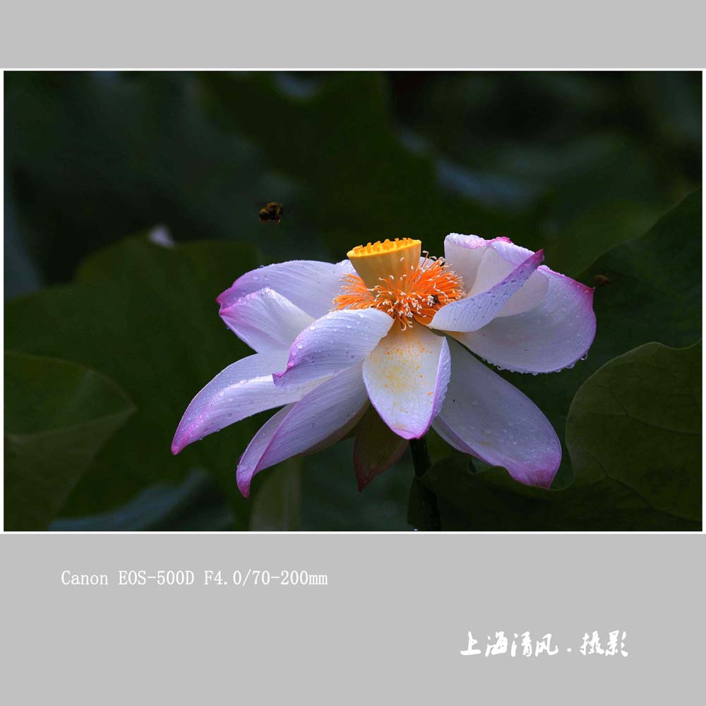 荷花_0201