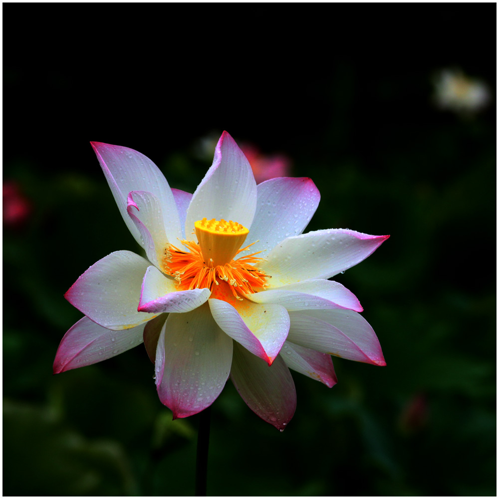 荷花_0491