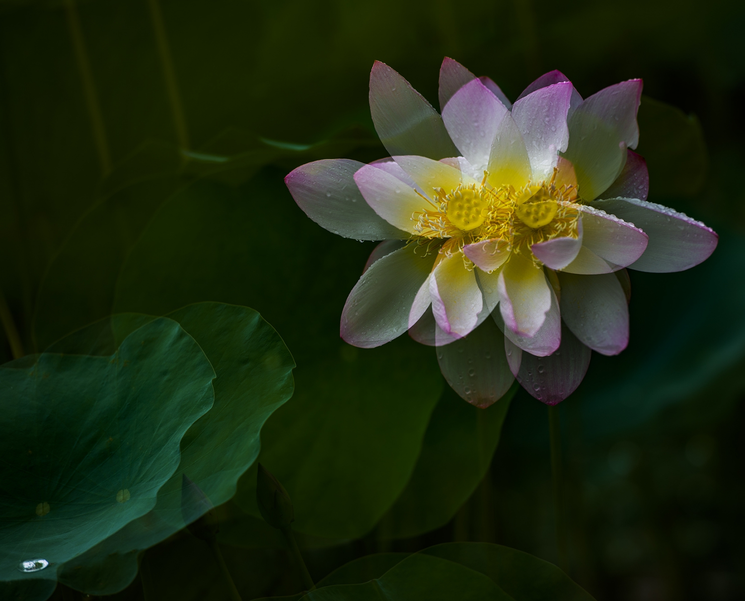 花影叶韵