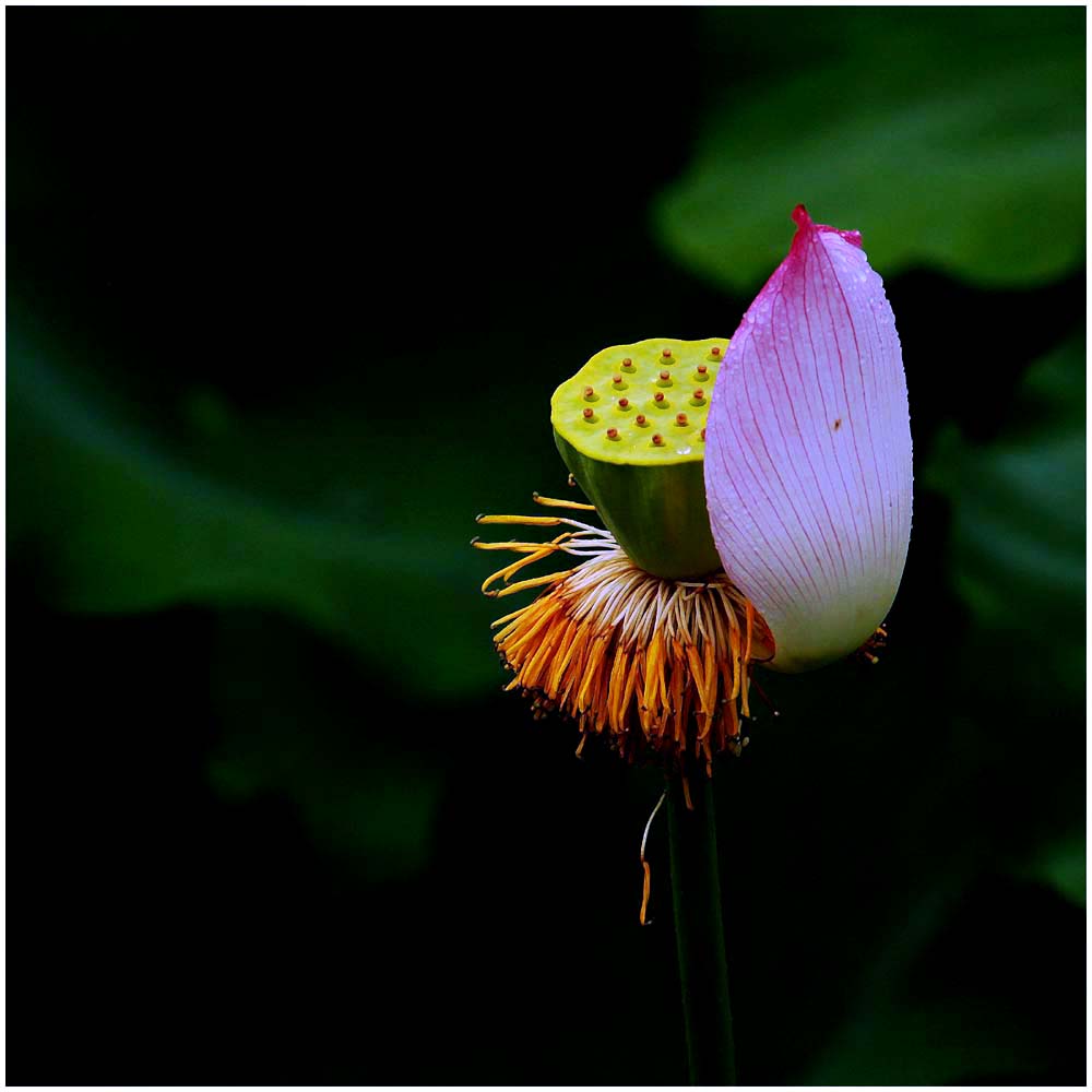 荷花_0043
