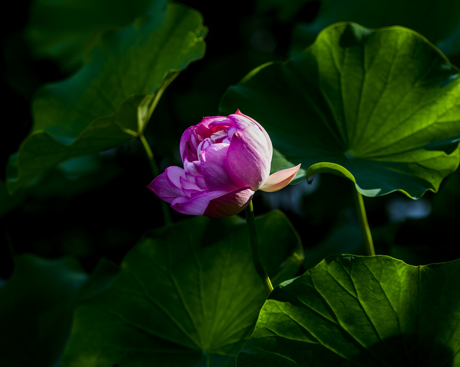 绿叶护花
