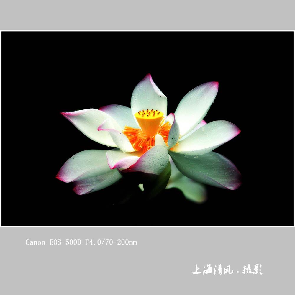 荷花_0481
