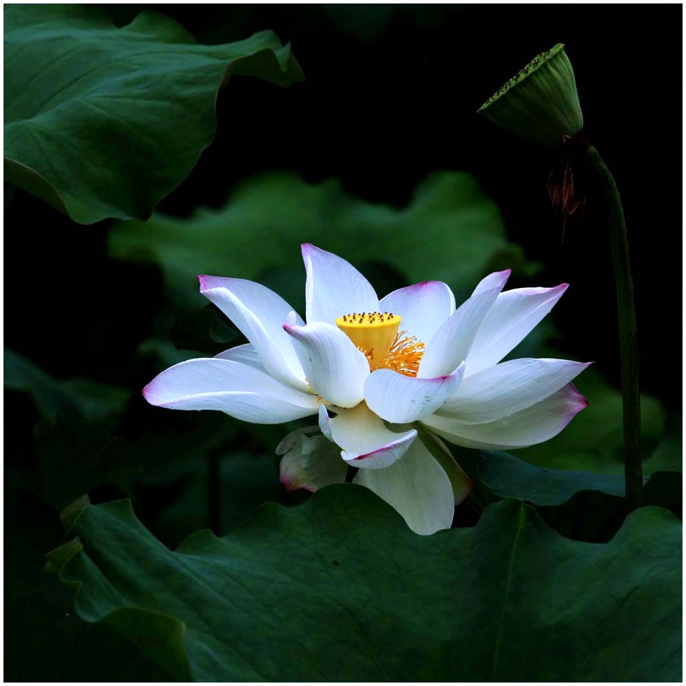 荷花_9907