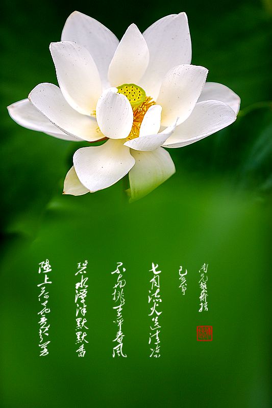 为荷而来