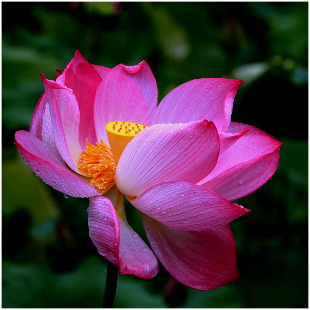 荷花_0489
