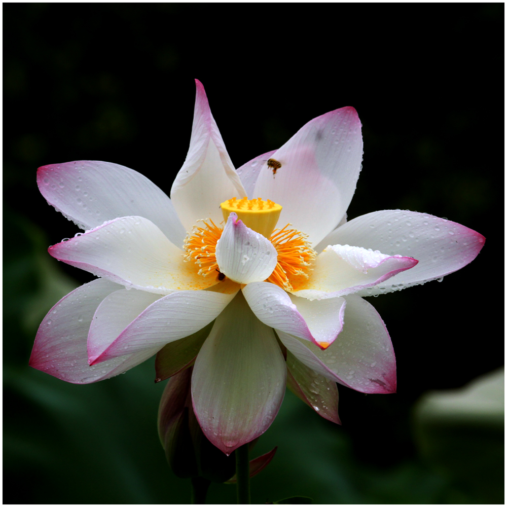 荷花_0163
