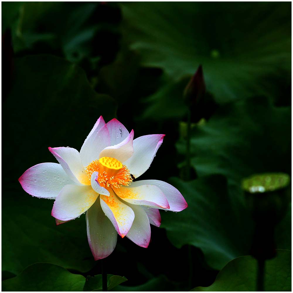 荷花_0480