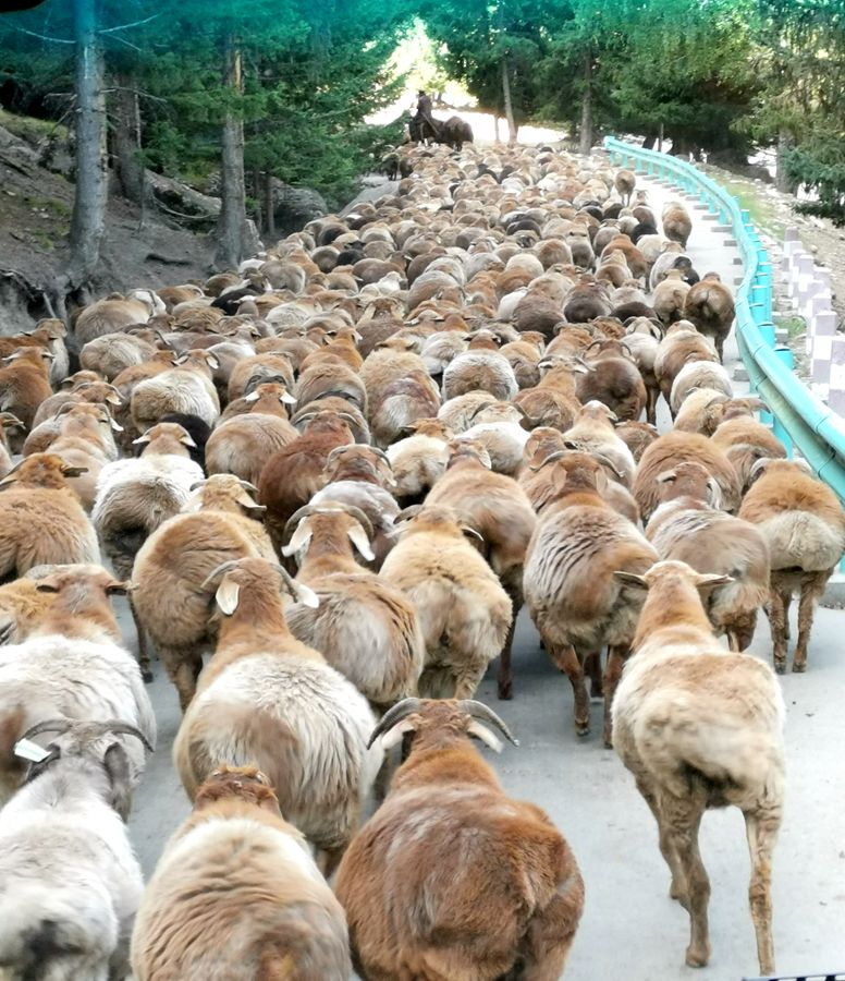 路遇羊群