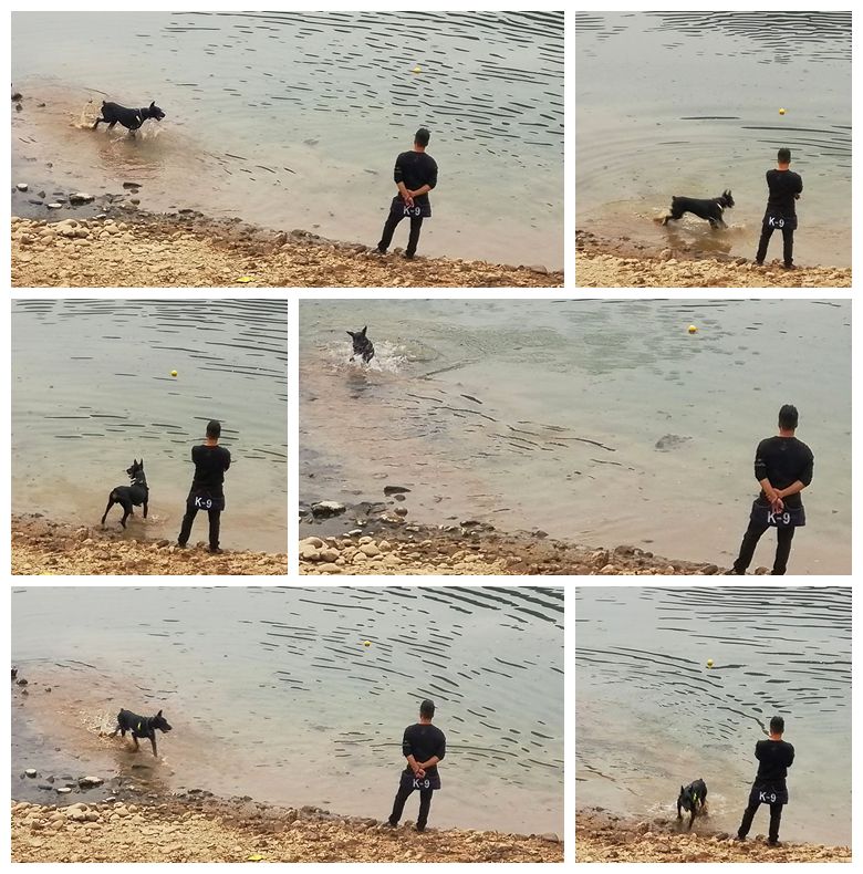 训犬