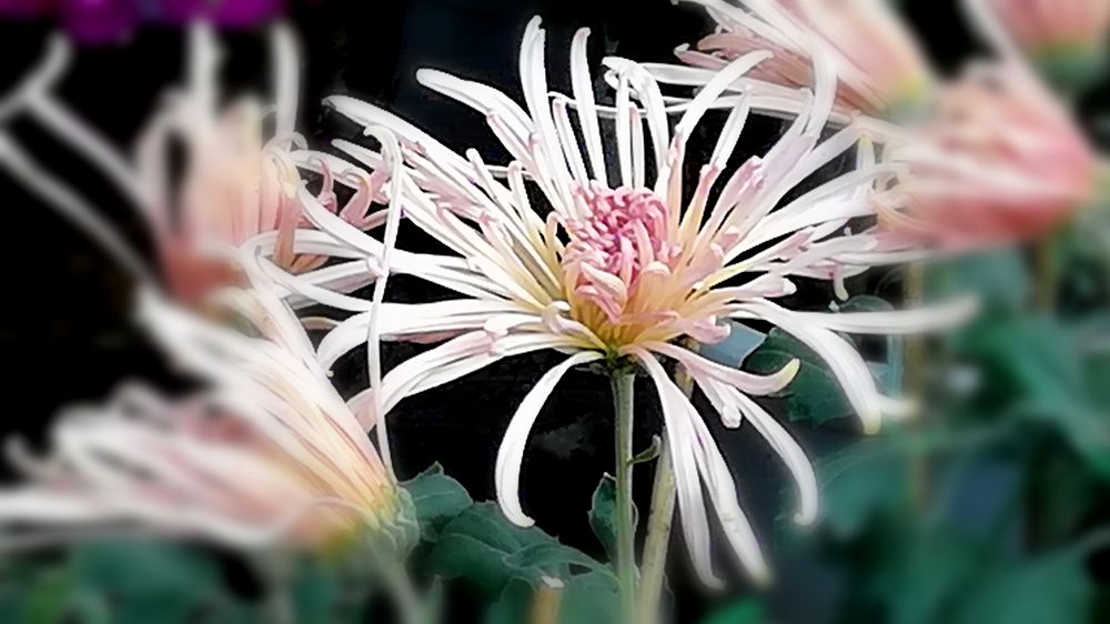 又是一年菊花香