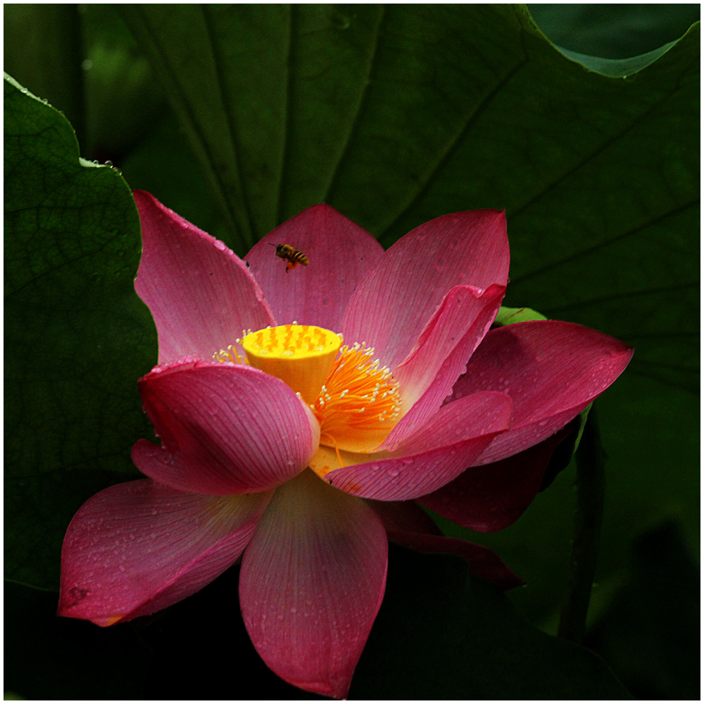 荷花_0411