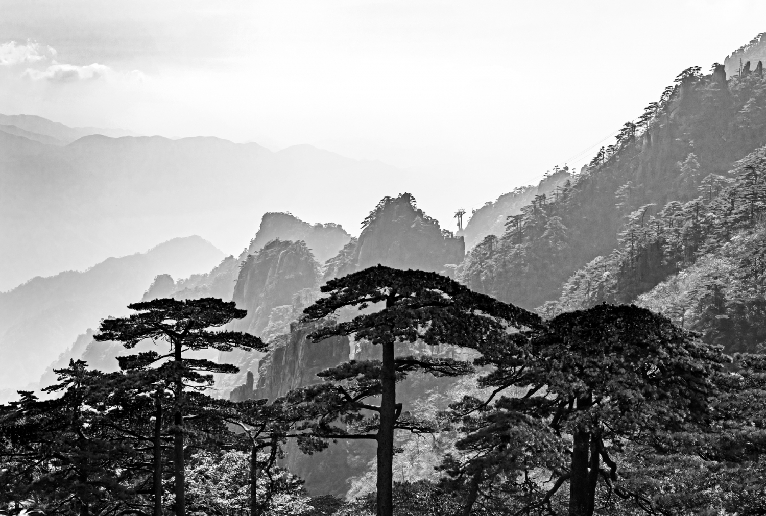 劲松苍茫