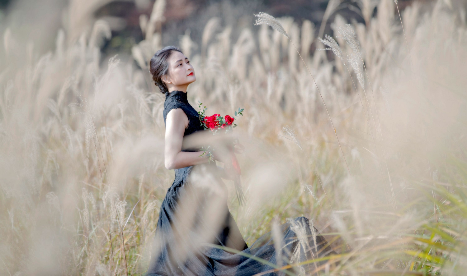 《芦苇花开》