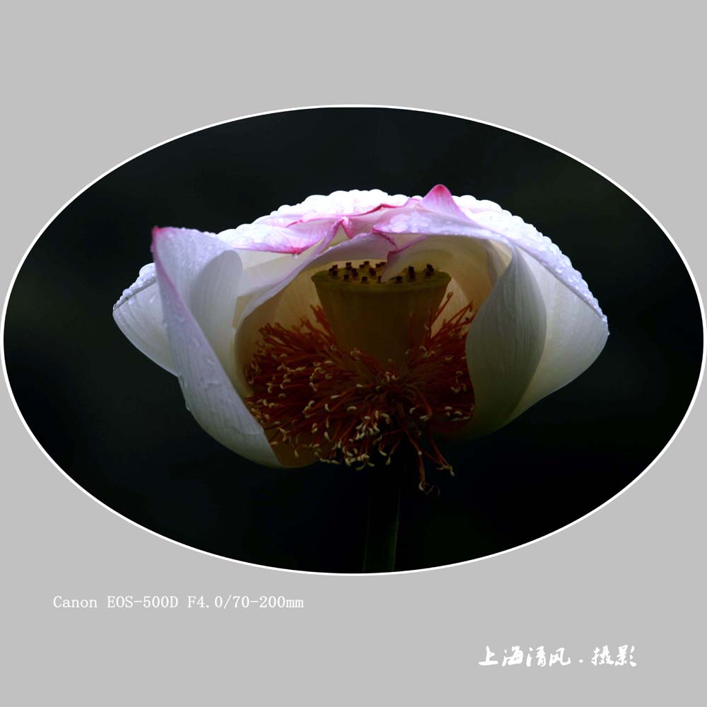 【荷花】