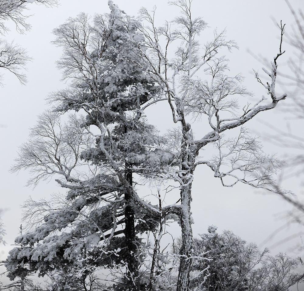 琼枝温雪