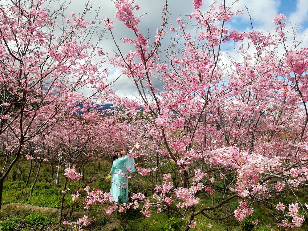 樱花园“情”