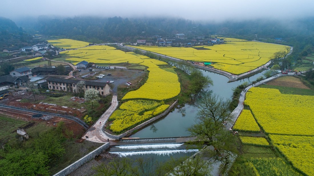 油菜花盛开的季节