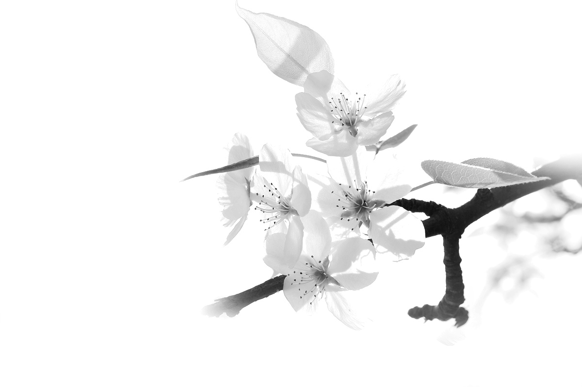 梨花白