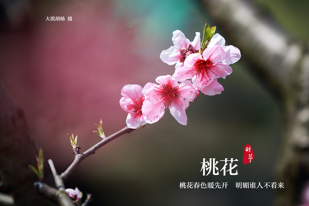 一枝独秀