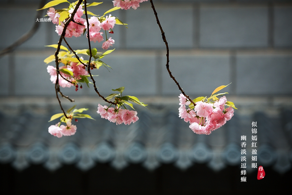樱花