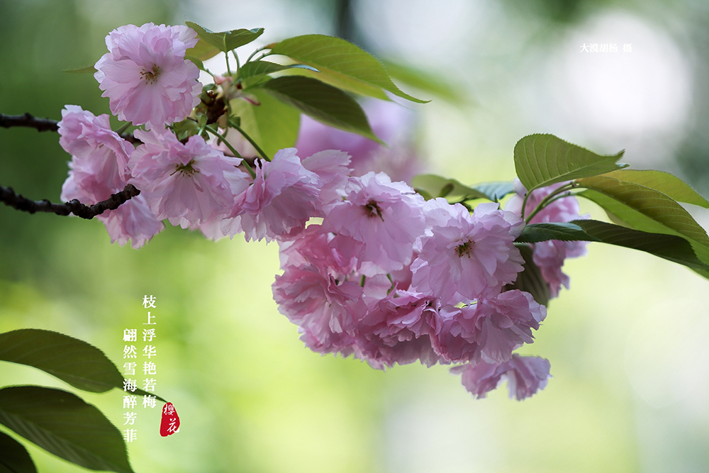 樱花开了