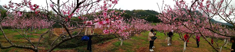 在那桃花盛开的地方·····