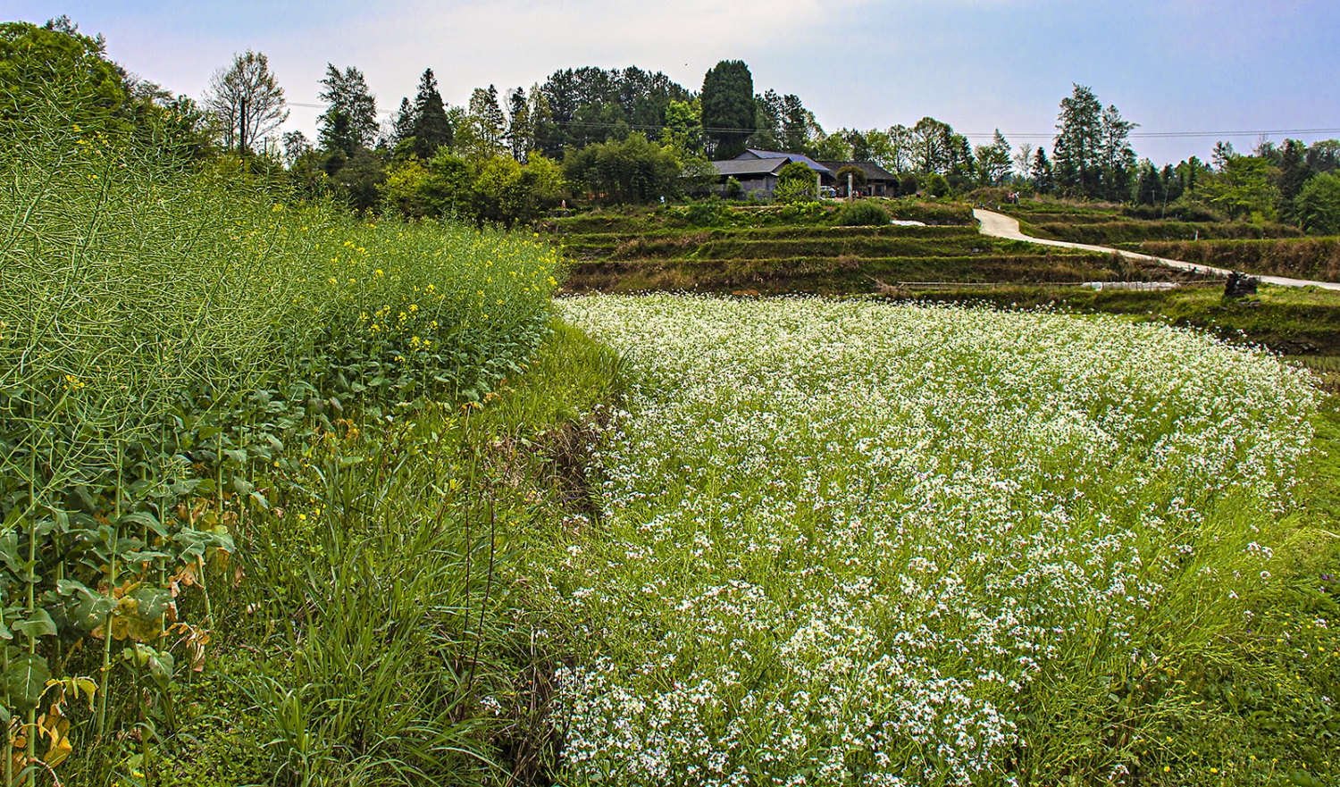 乡村春色
