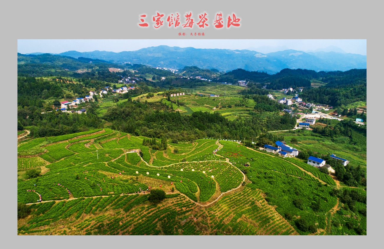 莓茶种植大乡-三家馆