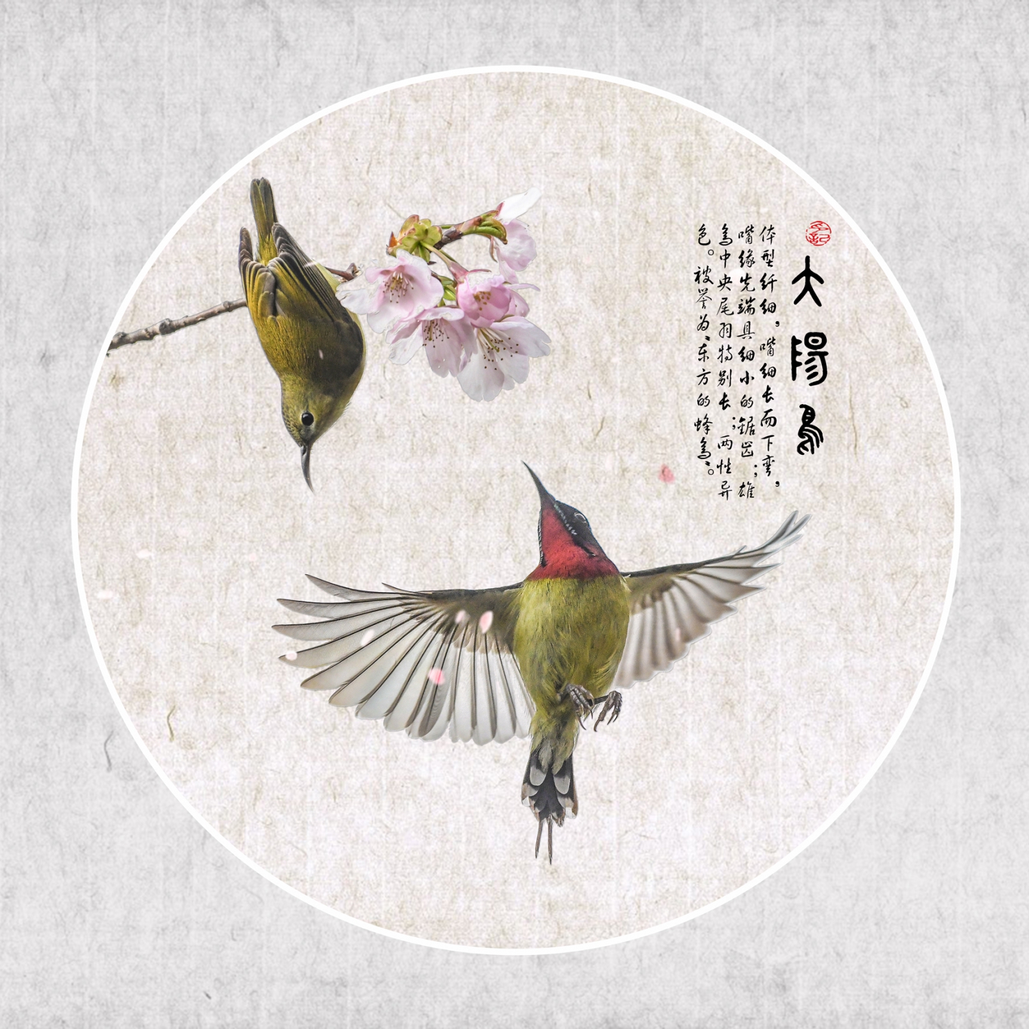 太阳鸟