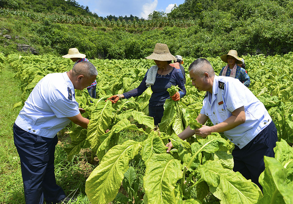 《税民一家亲，情系扶烟民》
