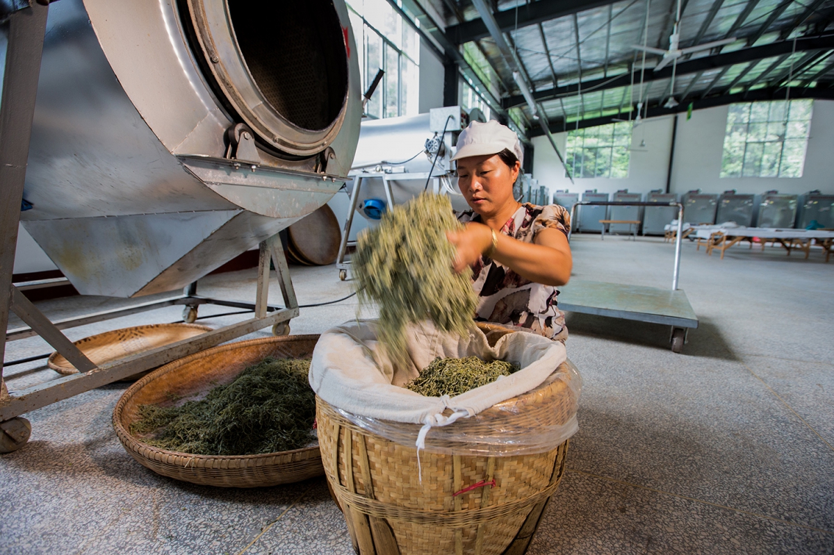 《知名品牌--茅岩莓》组照3 揉捻
