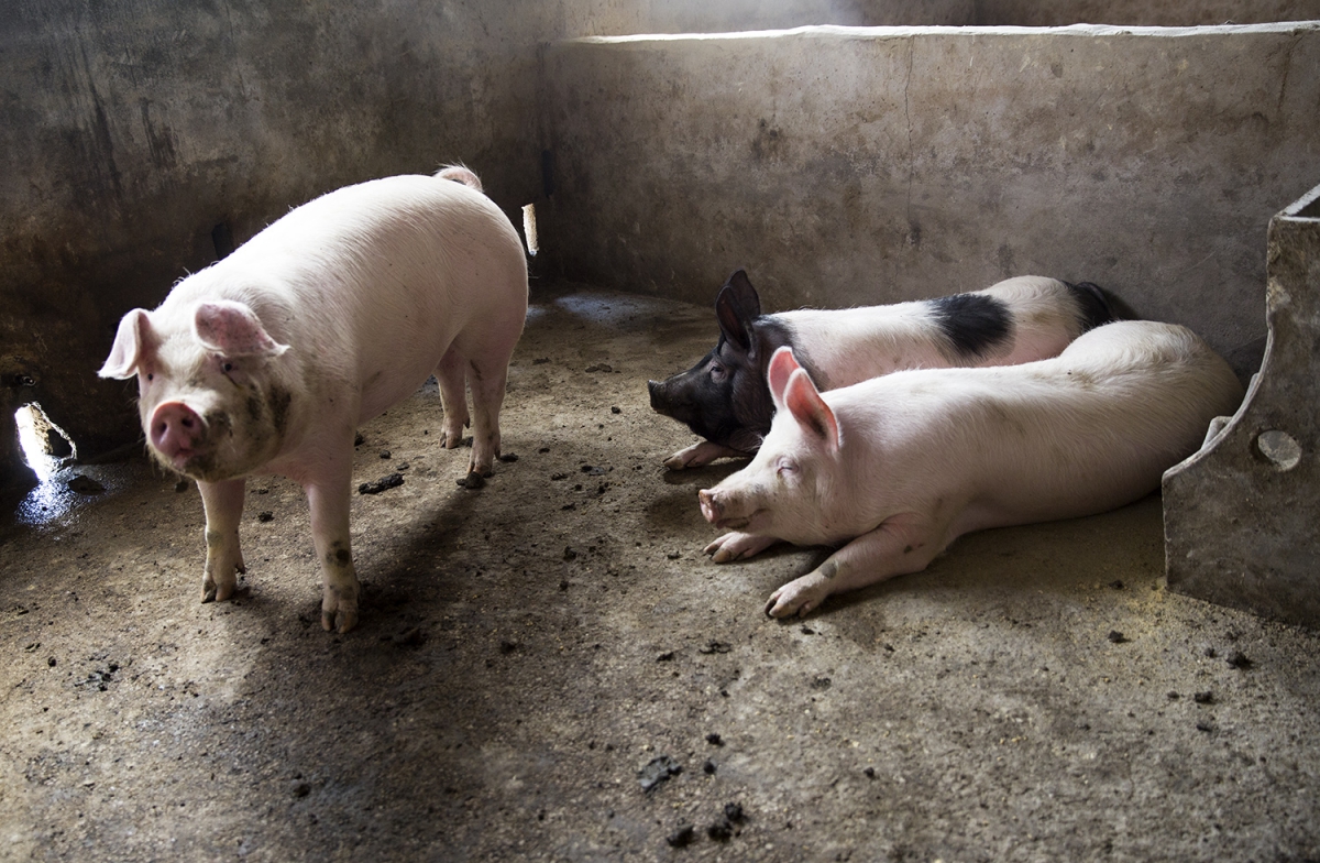 《想致富 养猪是条路》组5