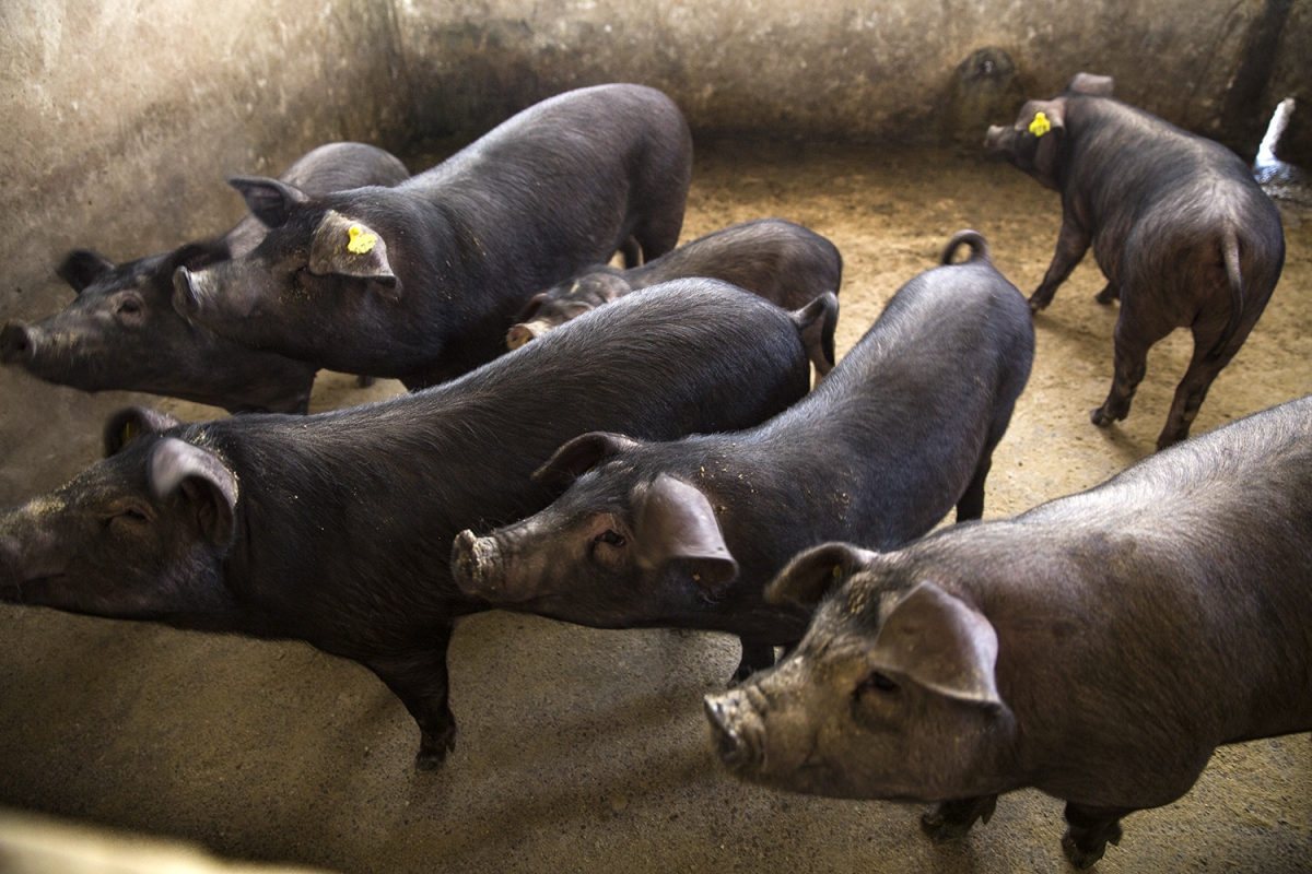 《想致富 养猪是条路》组2