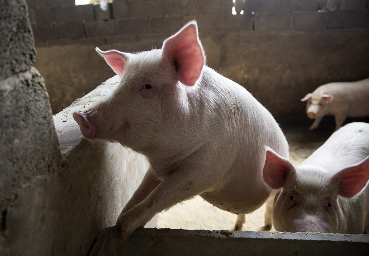 《想致富 养猪是条路》组6