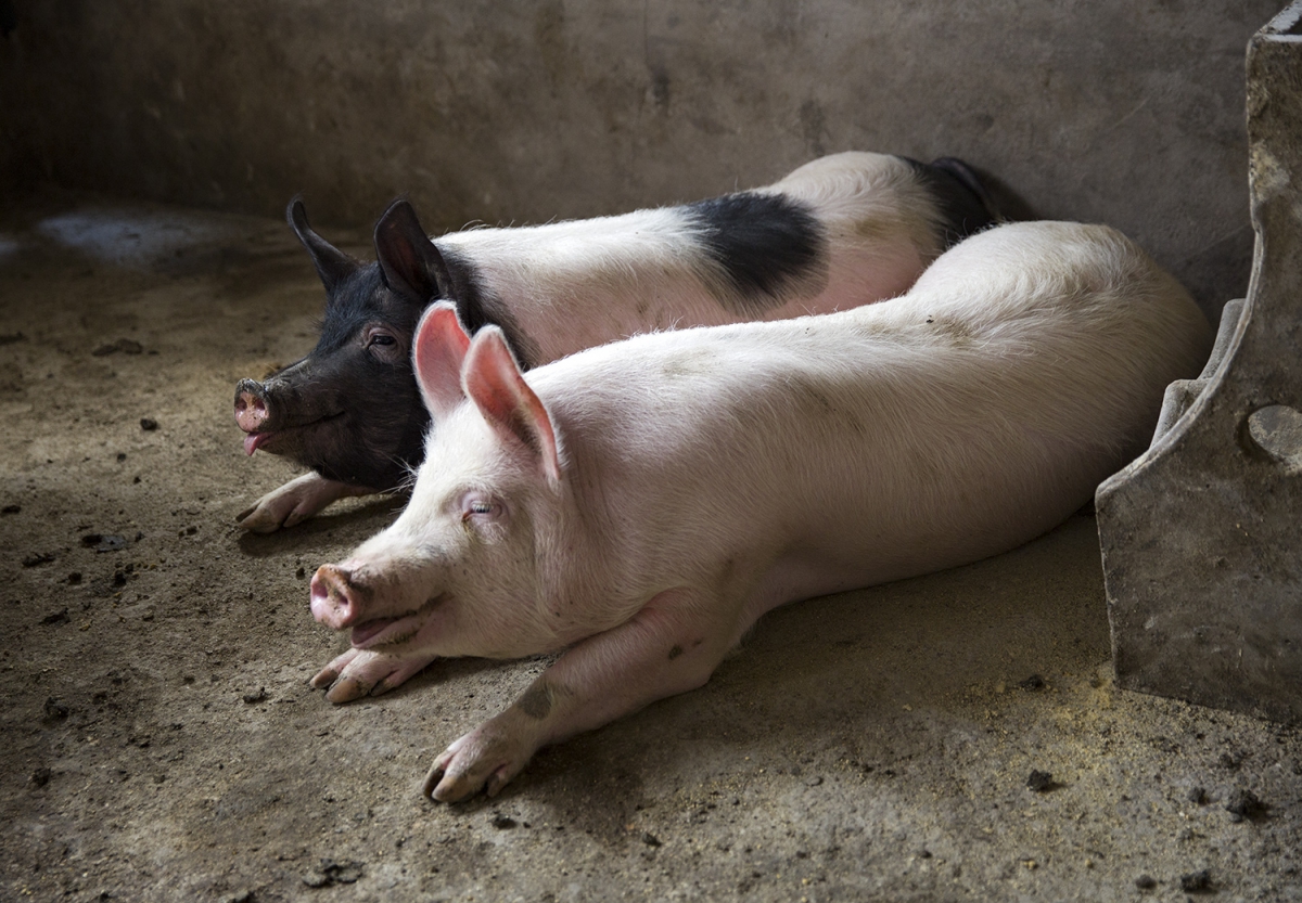 《想致富 养猪是条路》组4