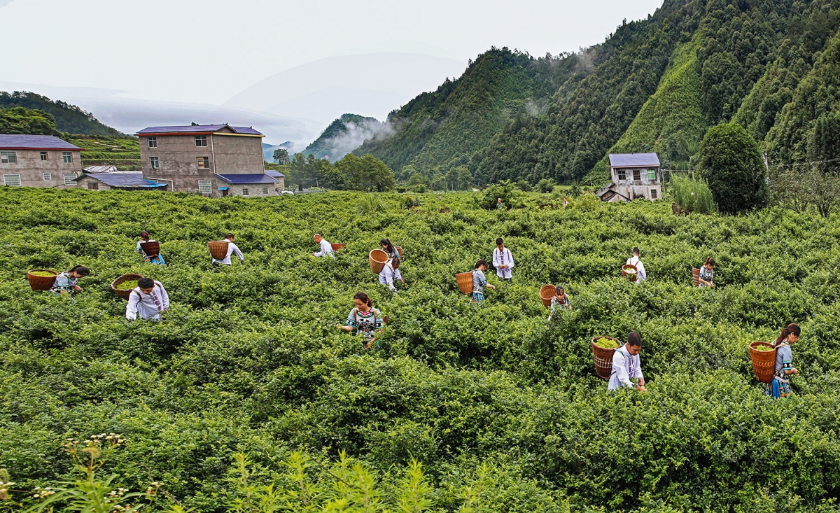 《知名品牌--茅岩莓》组照1  采摘