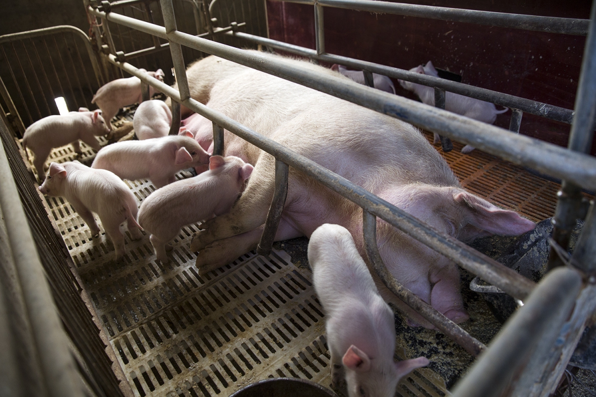 《想致富 养猪是条路》组1