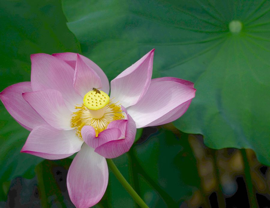 蜂语清风