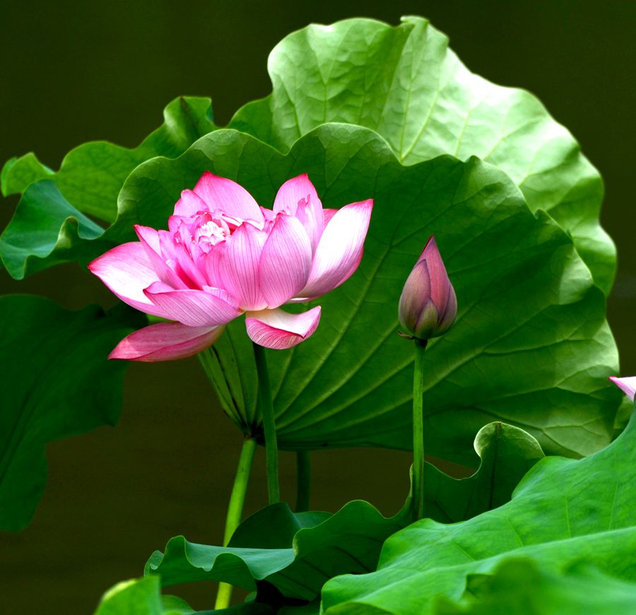 花红叶绿两相宜