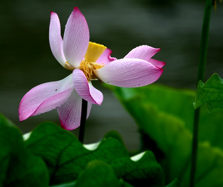 出水芙蓉