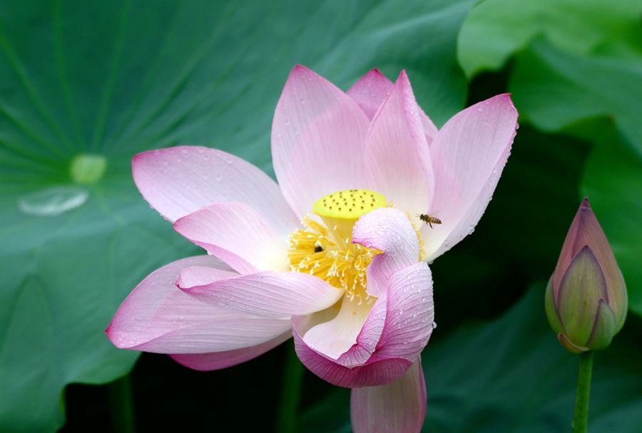 清风细语