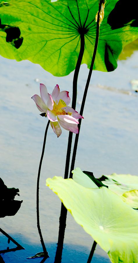 夏荷