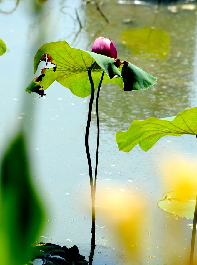 花叶缠绵