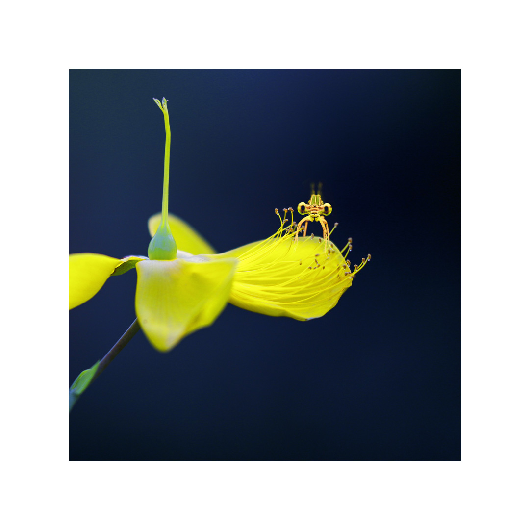 花为容