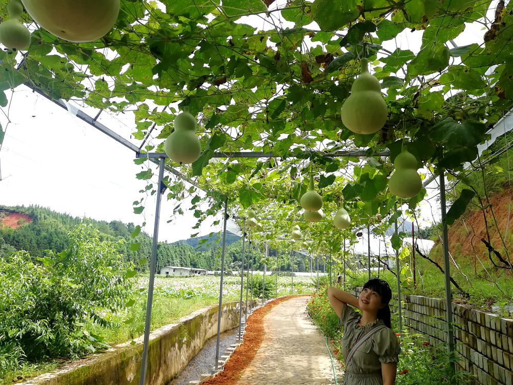 葫芦娃的夏天