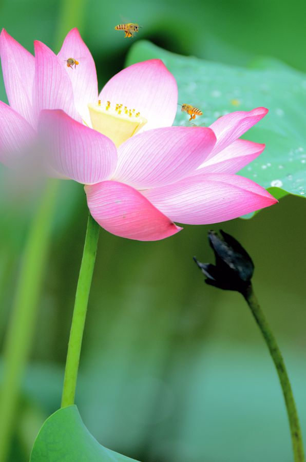 花开蜂欢