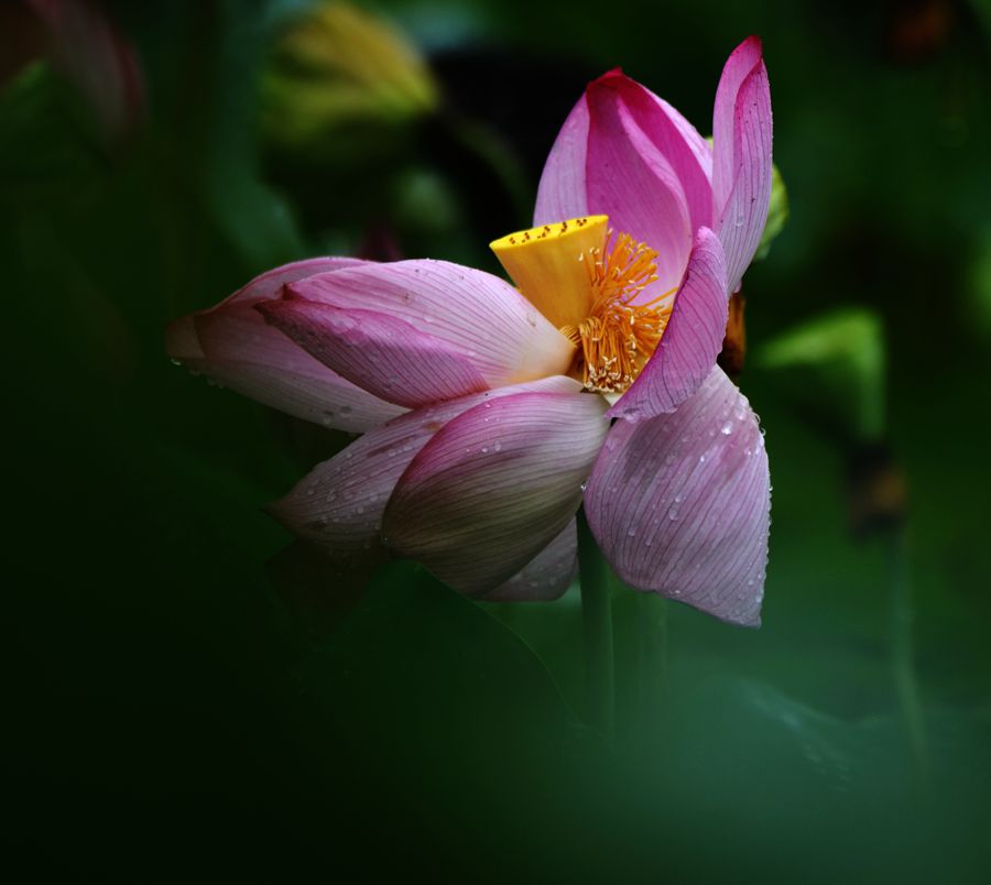 雨露滋润