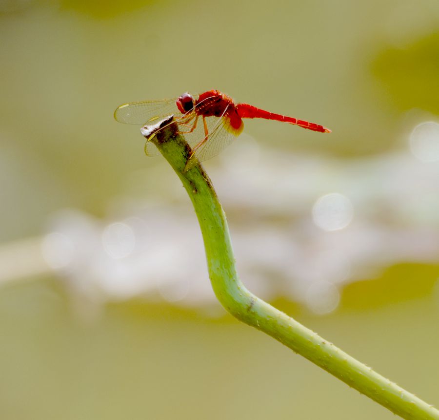蜻蜓
