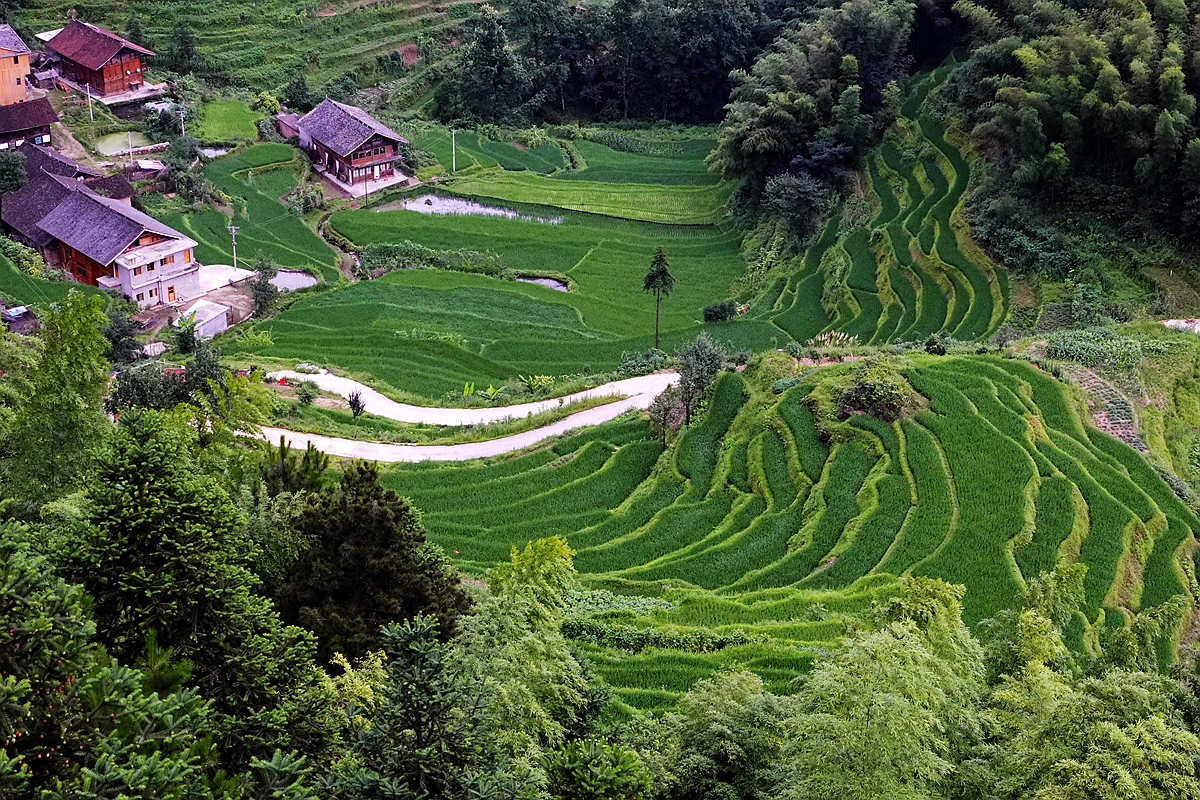 田 园