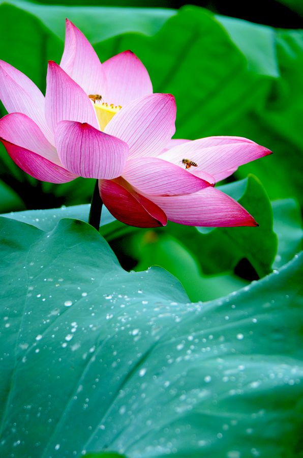 蜂语清风